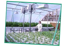 Phyllis in the herb house